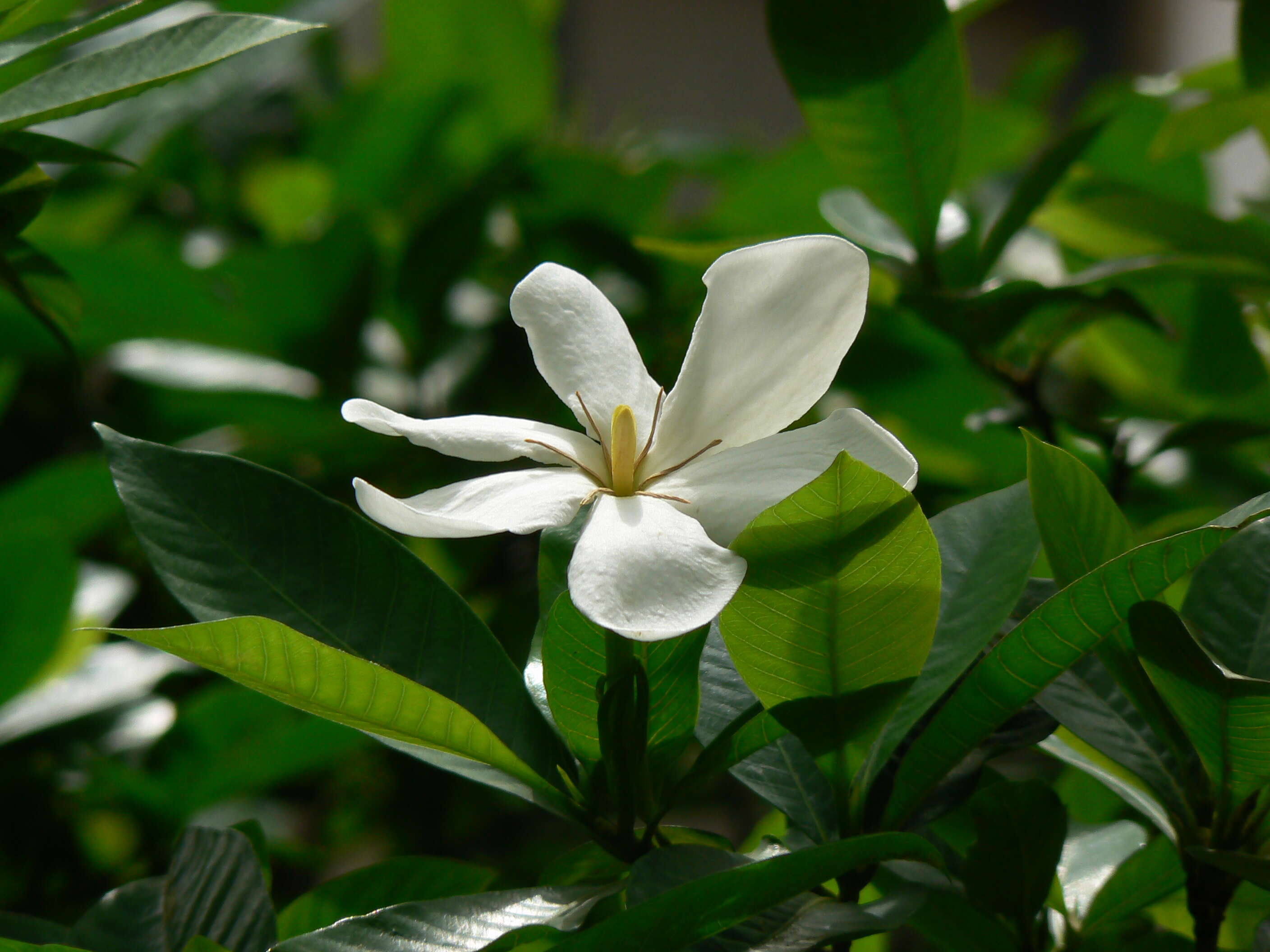 Image de Gardenia gummifera L. fil.