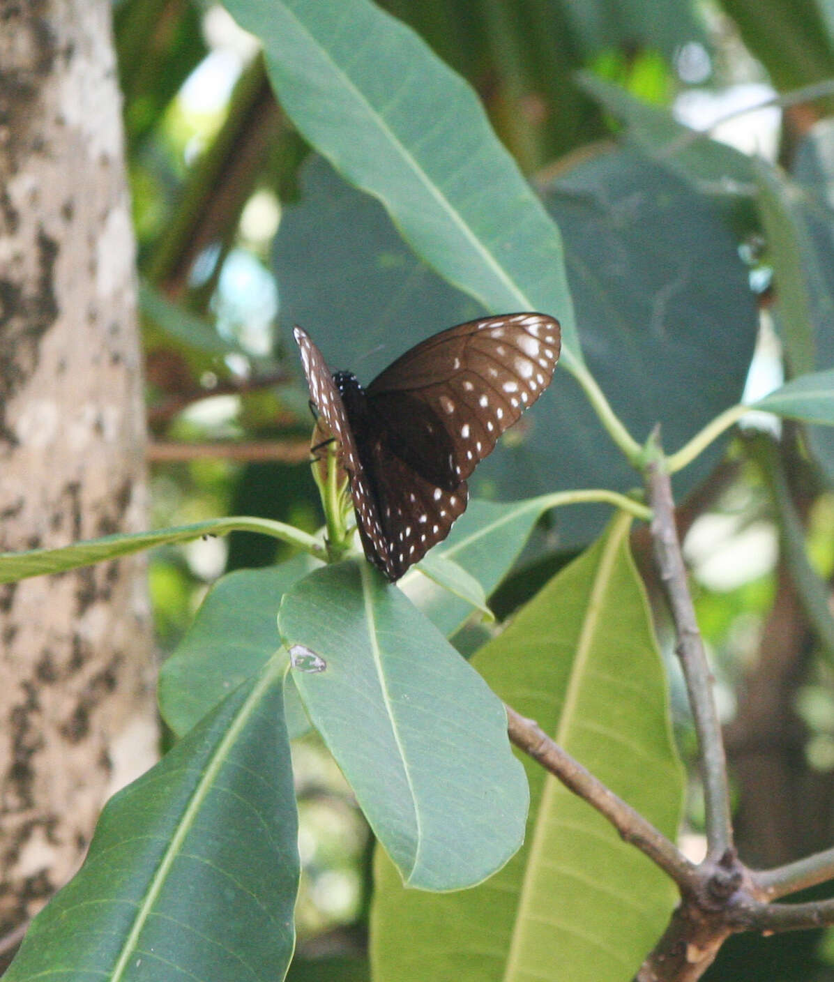 Euploea phaenareta Schaller 1785的圖片