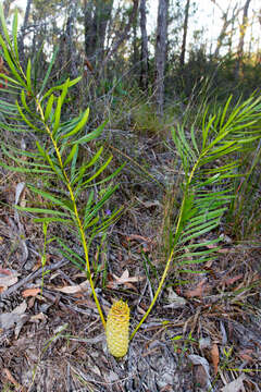 Image of Macrozamia fawcettii C. Moore