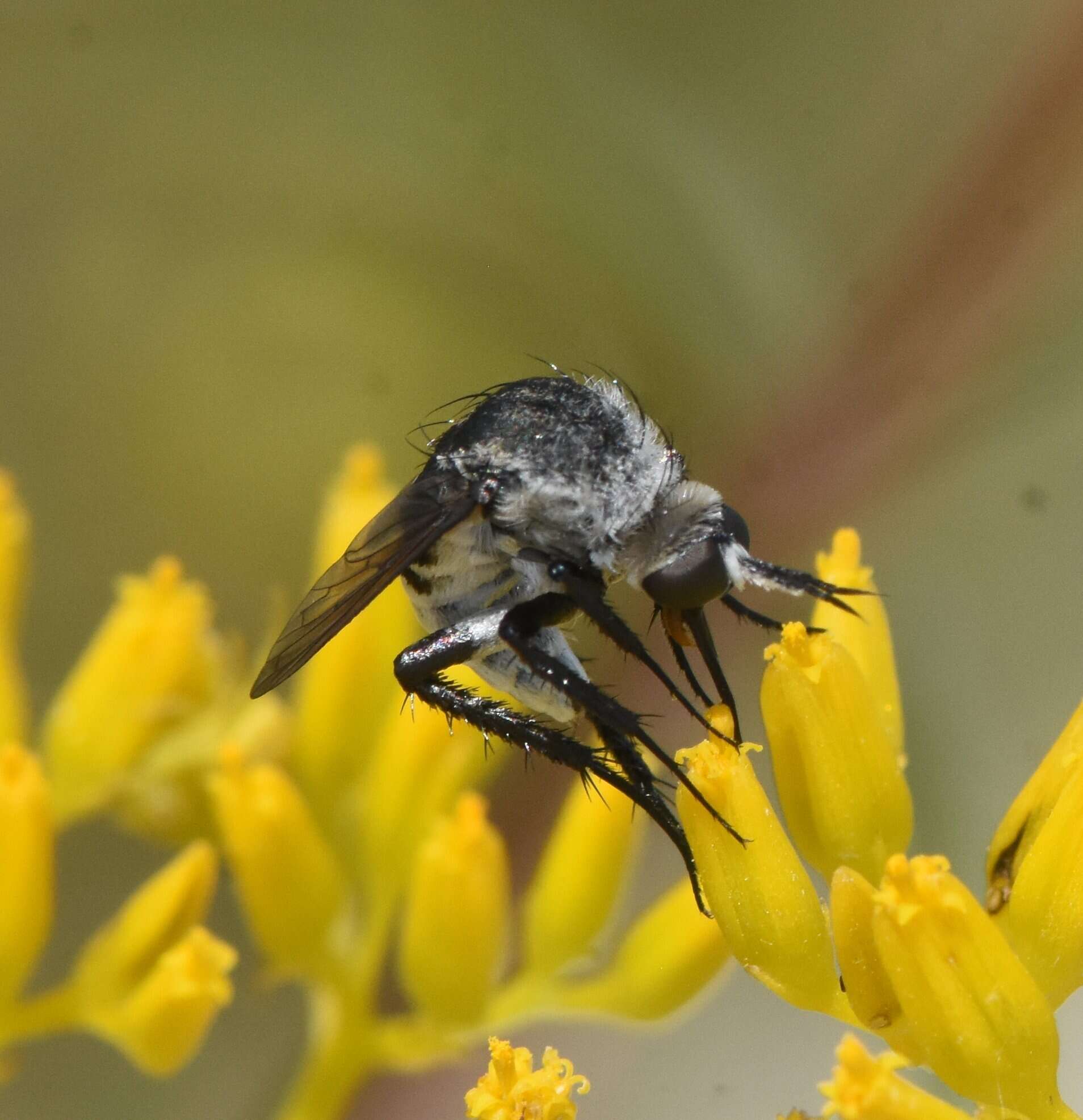 Image of Toxophora amphitea Walker 1849