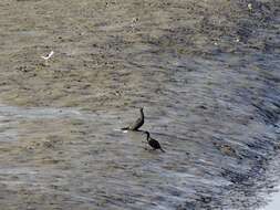 Plancia ëd Phalacrocorax sulcirostris (Brandt & JF 1837)