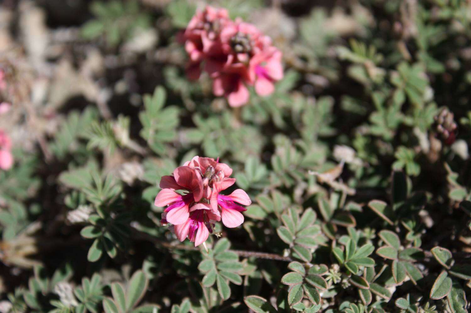 Plancia ëd Indigofera alternans DC.