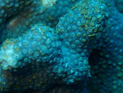 Image of anemone coral