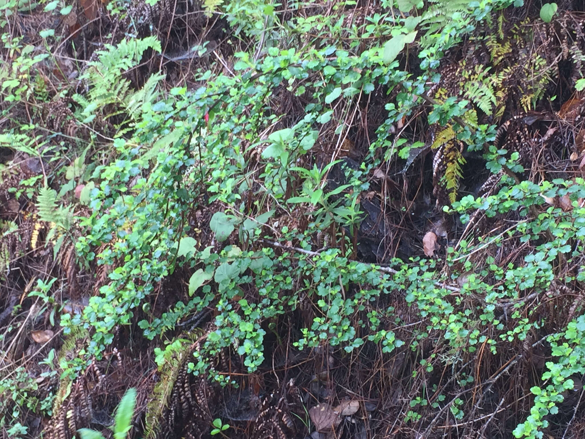 Image of fuchsiaflower gooseberry