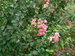 Image of Crape myrtle