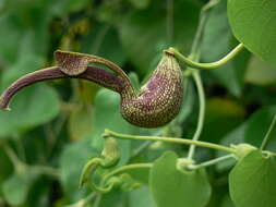 Image de Aristolochia ringens Vahl