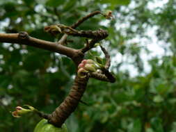 Image of cashew