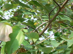 Image de Grewia asiatica L.