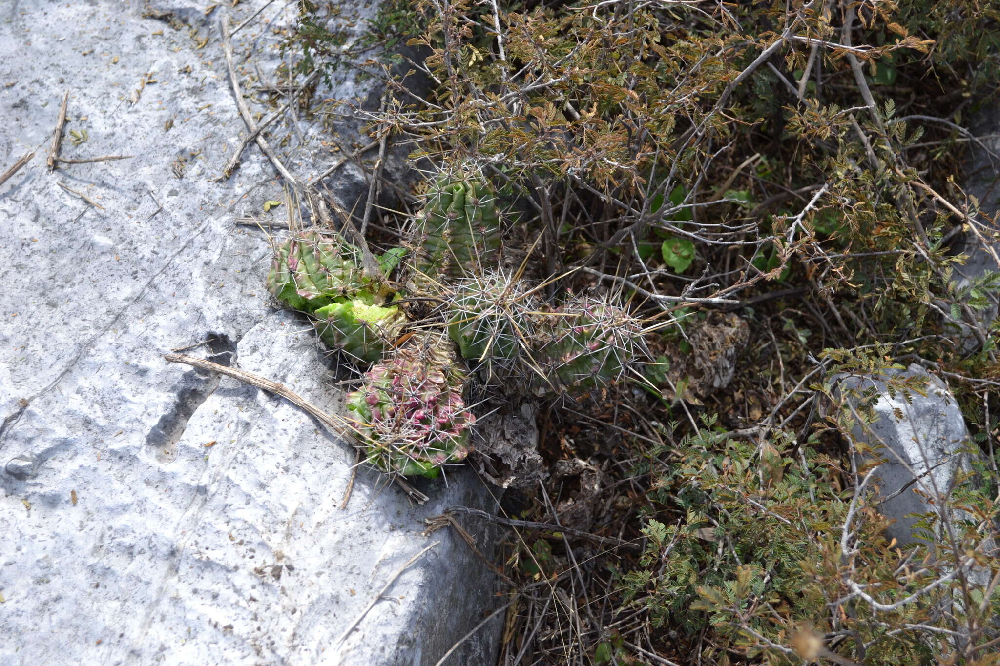 Image de Echinocereus enneacanthus subsp. brevispinus (W. O. Moore) N. P. Taylor