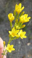 Image of Sebaea stricta (E. Mey.) Gilg