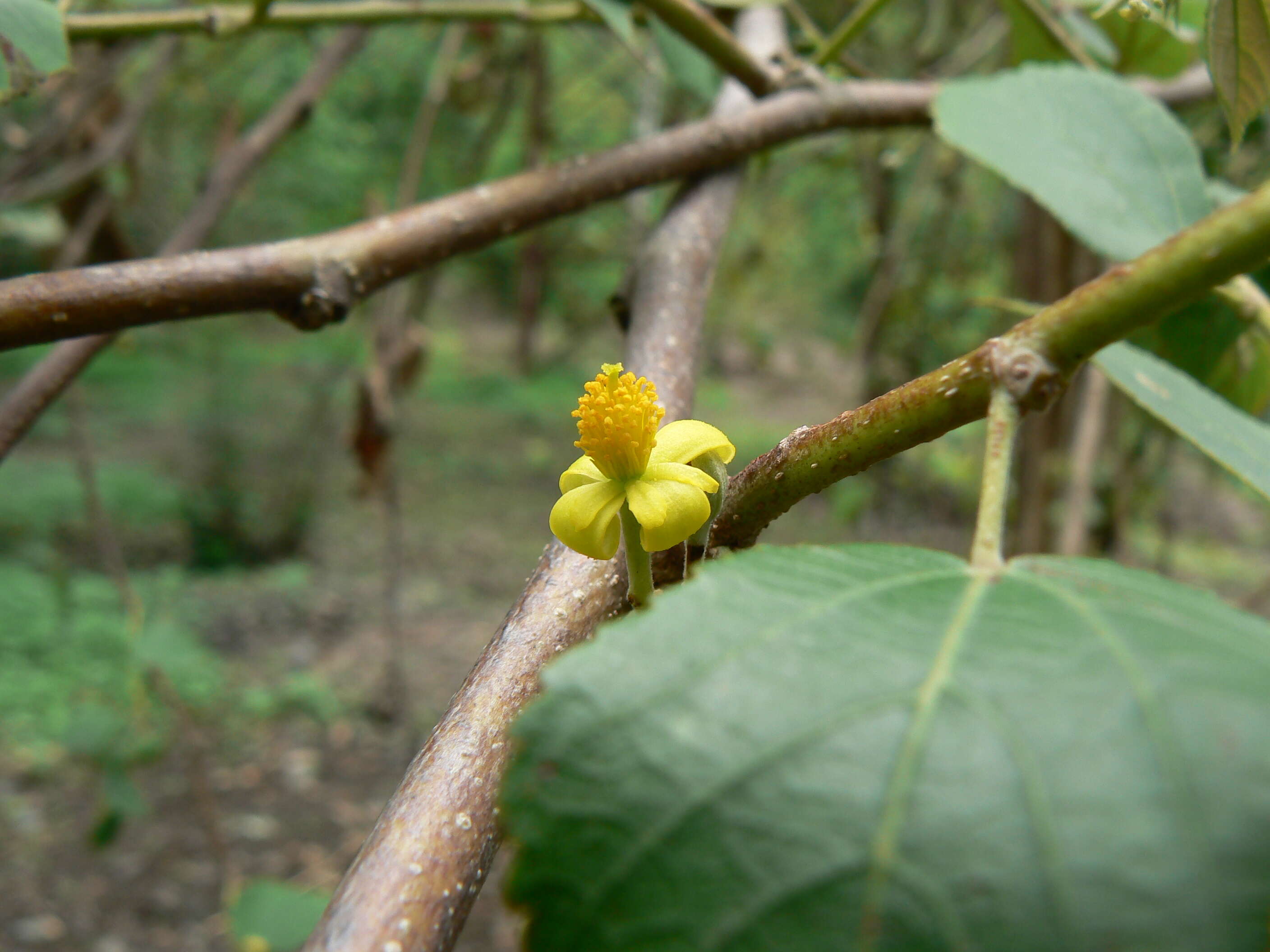 Image de Grewia asiatica L.