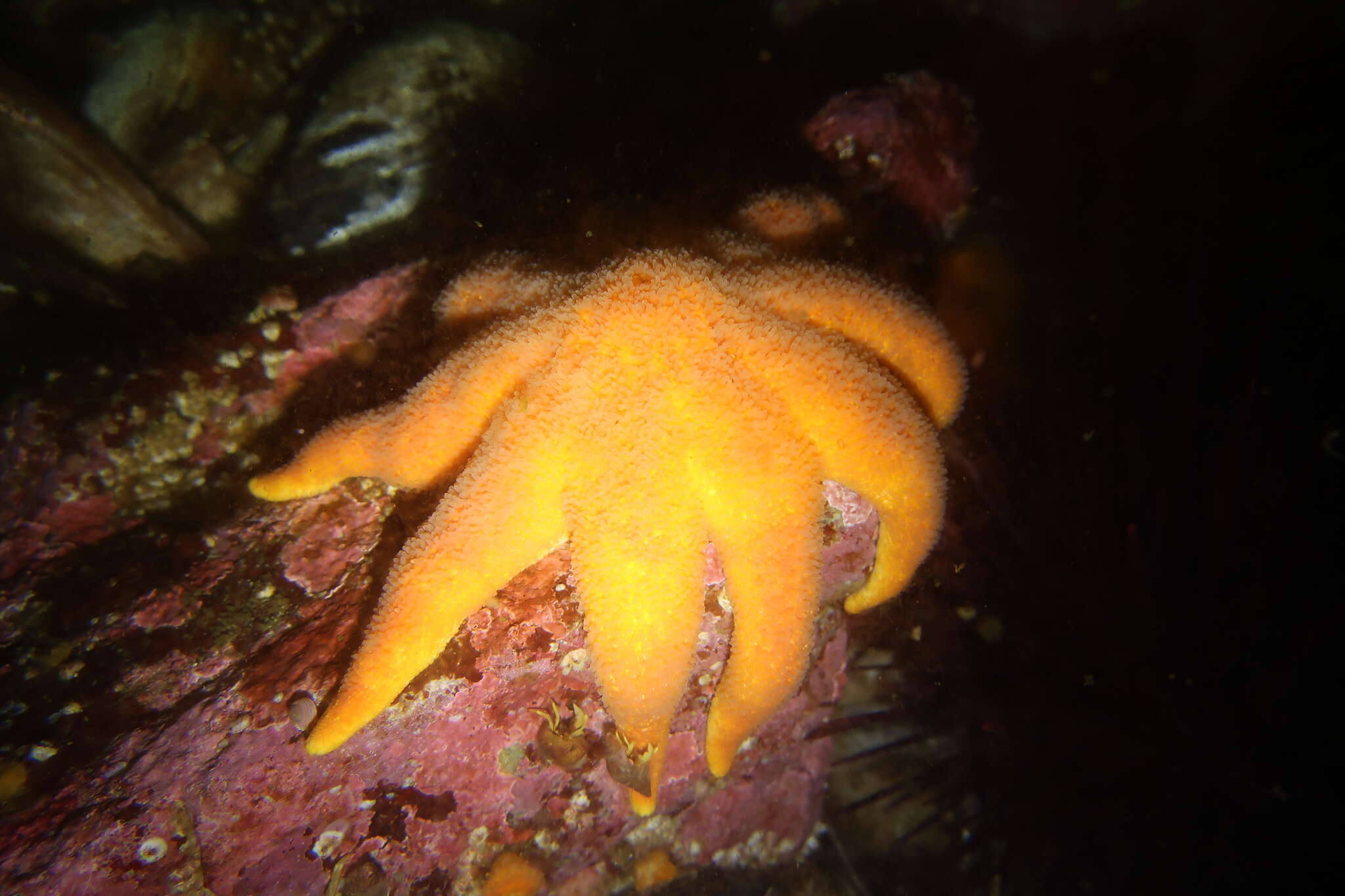 Imagem de Solaster endeca (Linnaeus 1771)