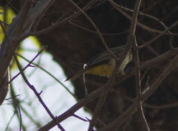 Image of Fawn-breasted Whistler