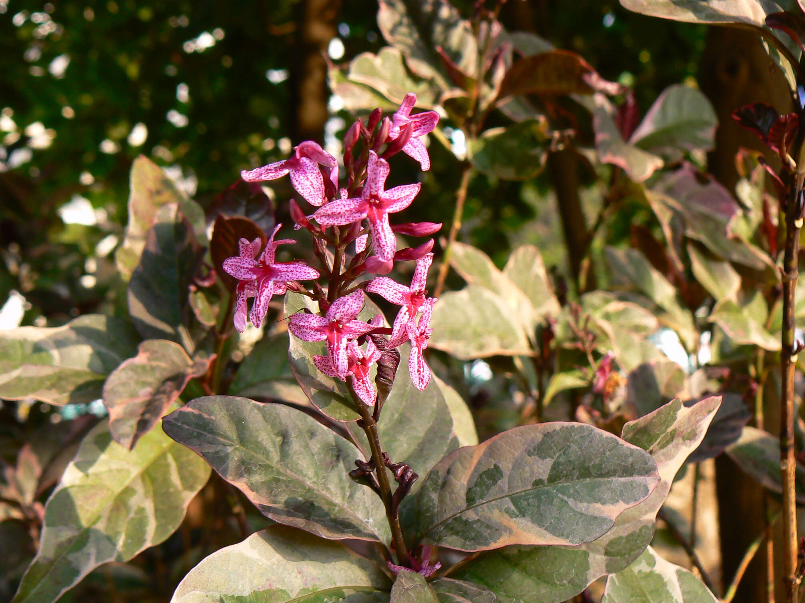 Pseuderanthemum maculatum (Lodd.) I. M. Turner resmi