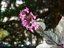 Pseuderanthemum maculatum (Lodd.) I. M. Turner resmi