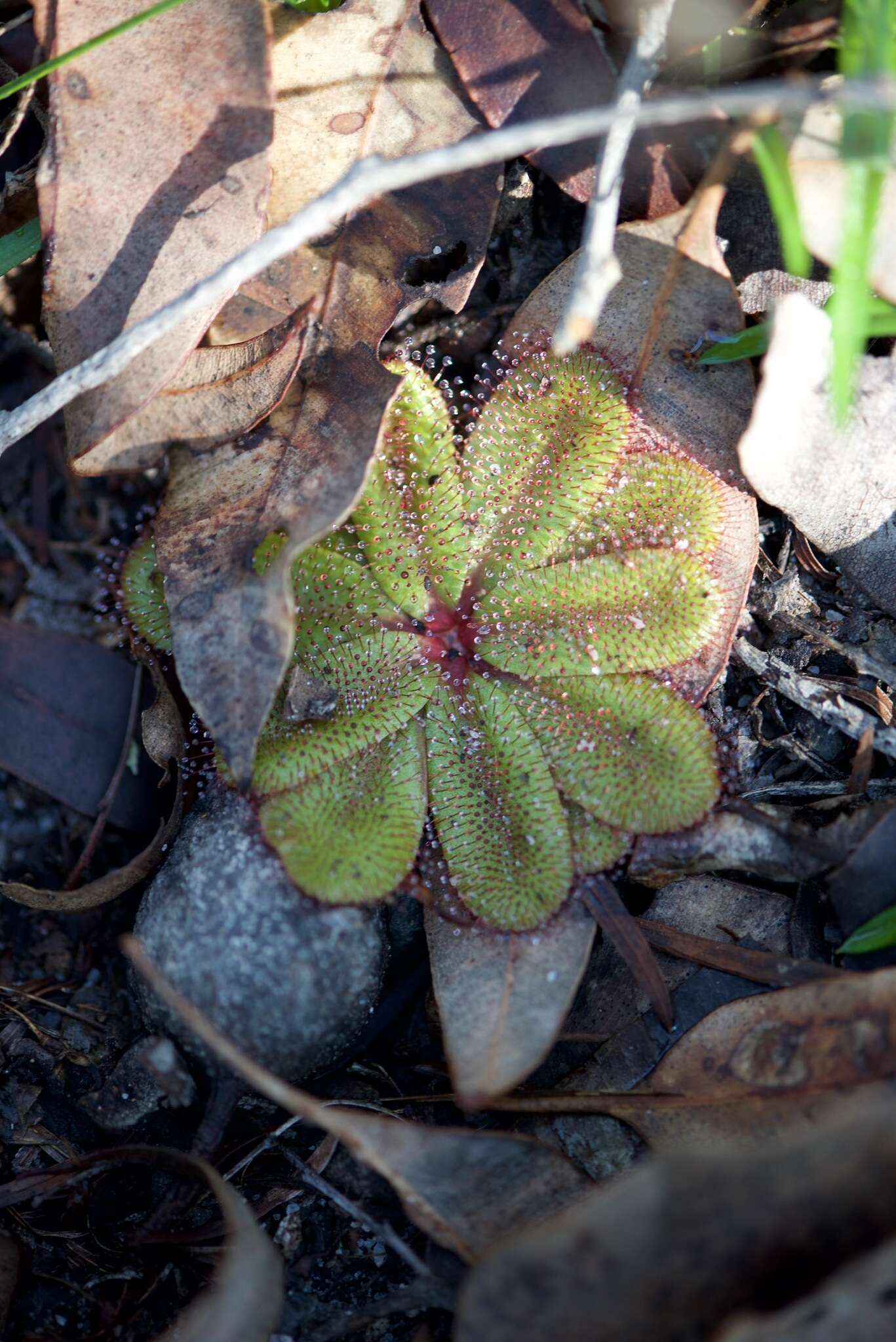 Image of Drosera rosulata Lehm.