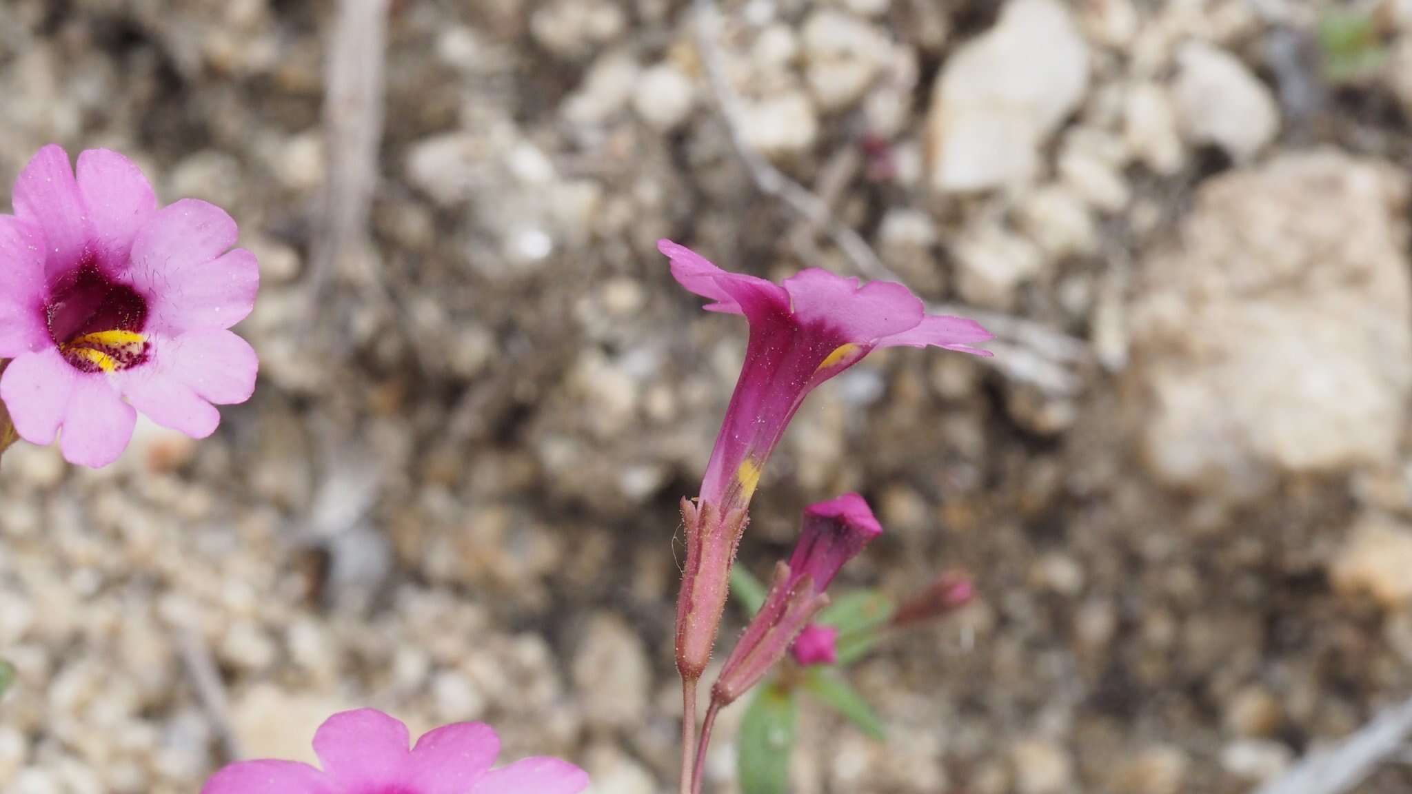 Image of Palomar monkeyflower