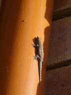 Image of Chobe Dwarf Gecko