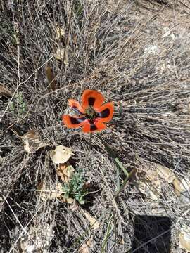 Image of Papaver dubium subsp. stevenianum (Mikheev) Kubat & Siposova