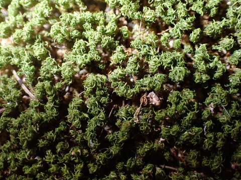 Image of Jamaican weissia moss
