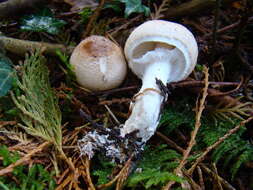 Lepiota ignivolvata Bousset & Joss. ex Joss. 1990 resmi