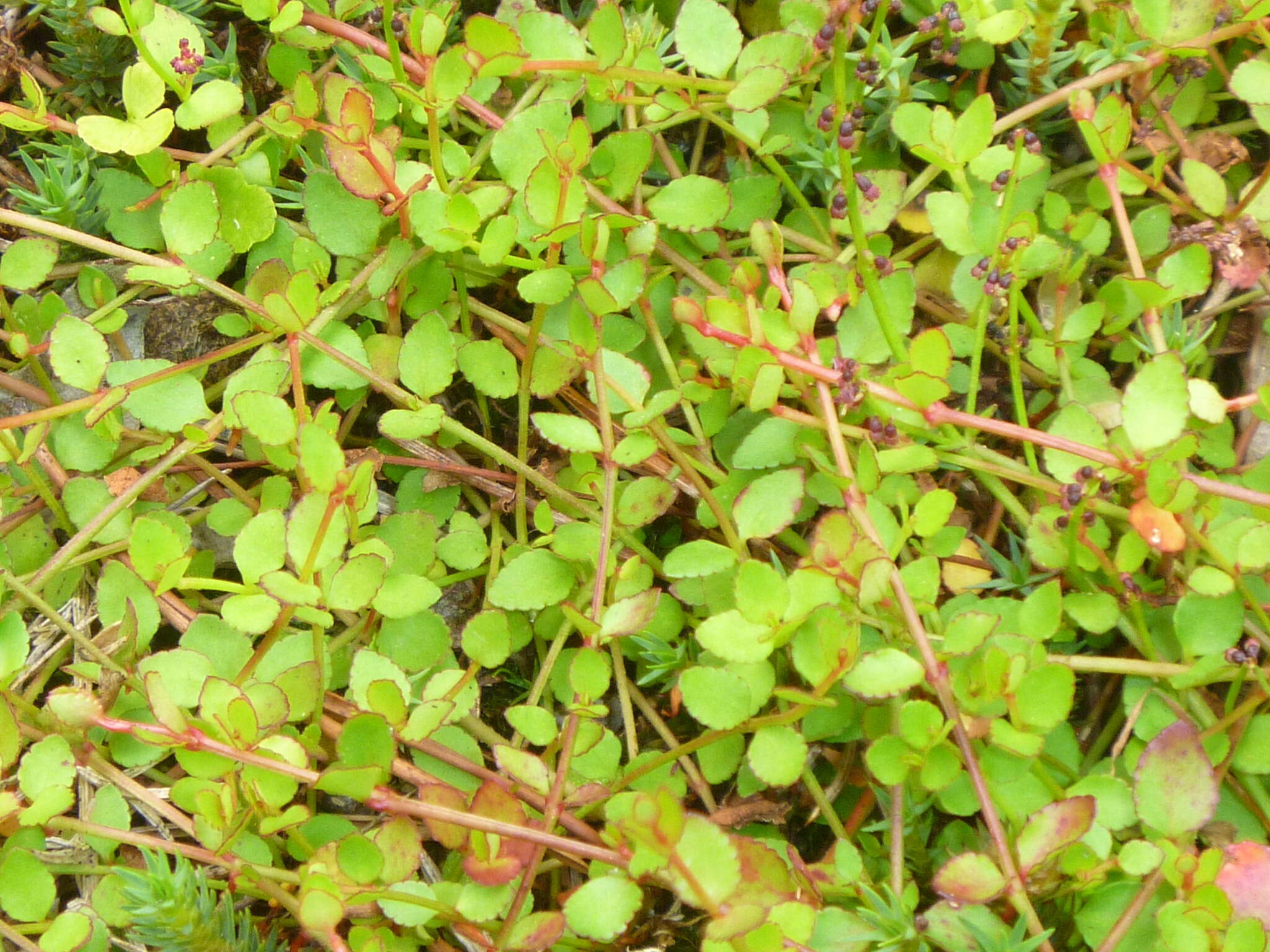 Image of Gonocarpus micranthus Thunb.