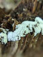 Image of Ceratiomyxa fruticulosa var. arbuscula Berk. & Broome