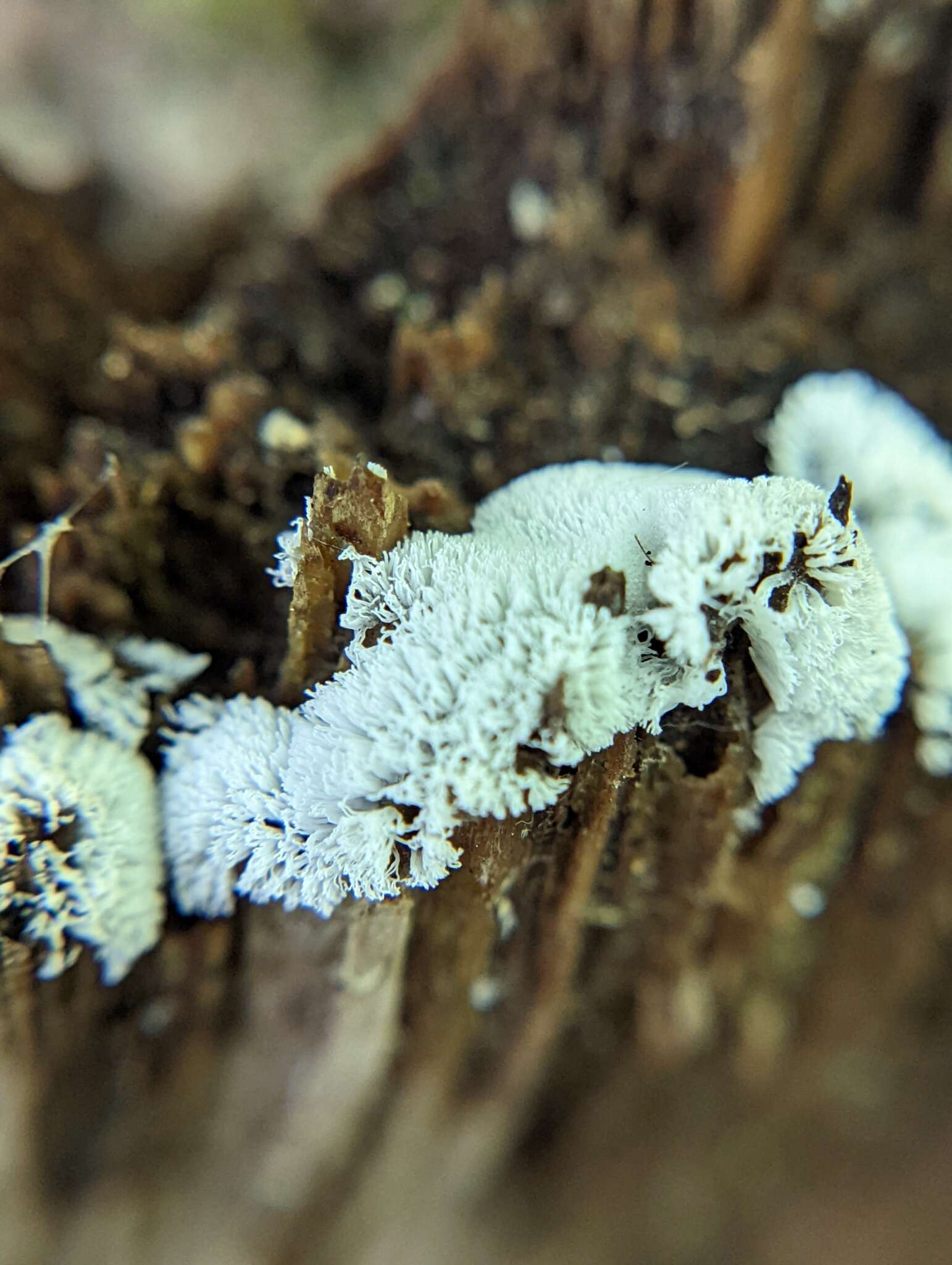 Image of Ceratiomyxa fruticulosa var. arbuscula Berk. & Broome