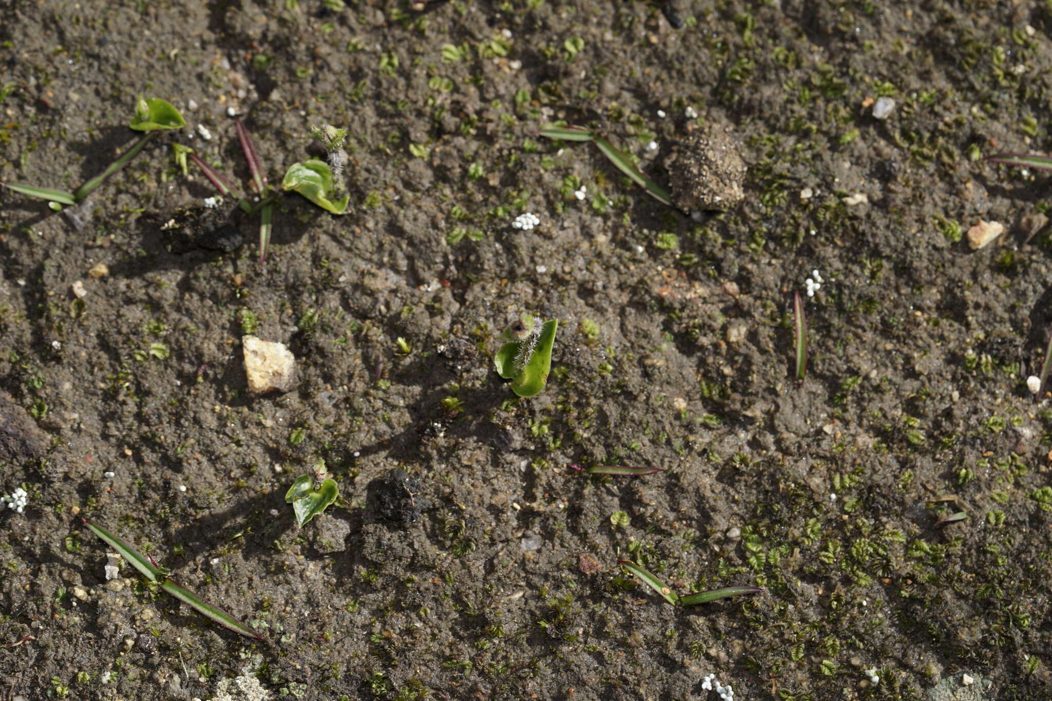 Image of Eriochilus scaber Lindl.