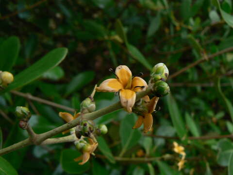 Слика од Avicennia marina subsp. marina