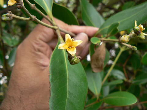 Image of Mangrove