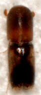 Image of Monarthrum fasciatum Wood & Bright 1992