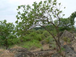 Image of Indian mulberry