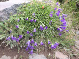 Image of Campanula ciliata Steven