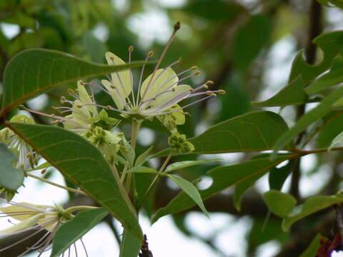 Image of sacred garlic pear