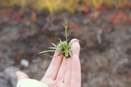 Image of Rufous Wood-Rush