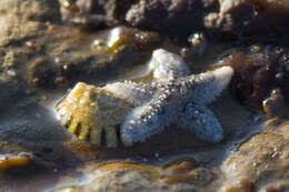 Image of ochre sea star