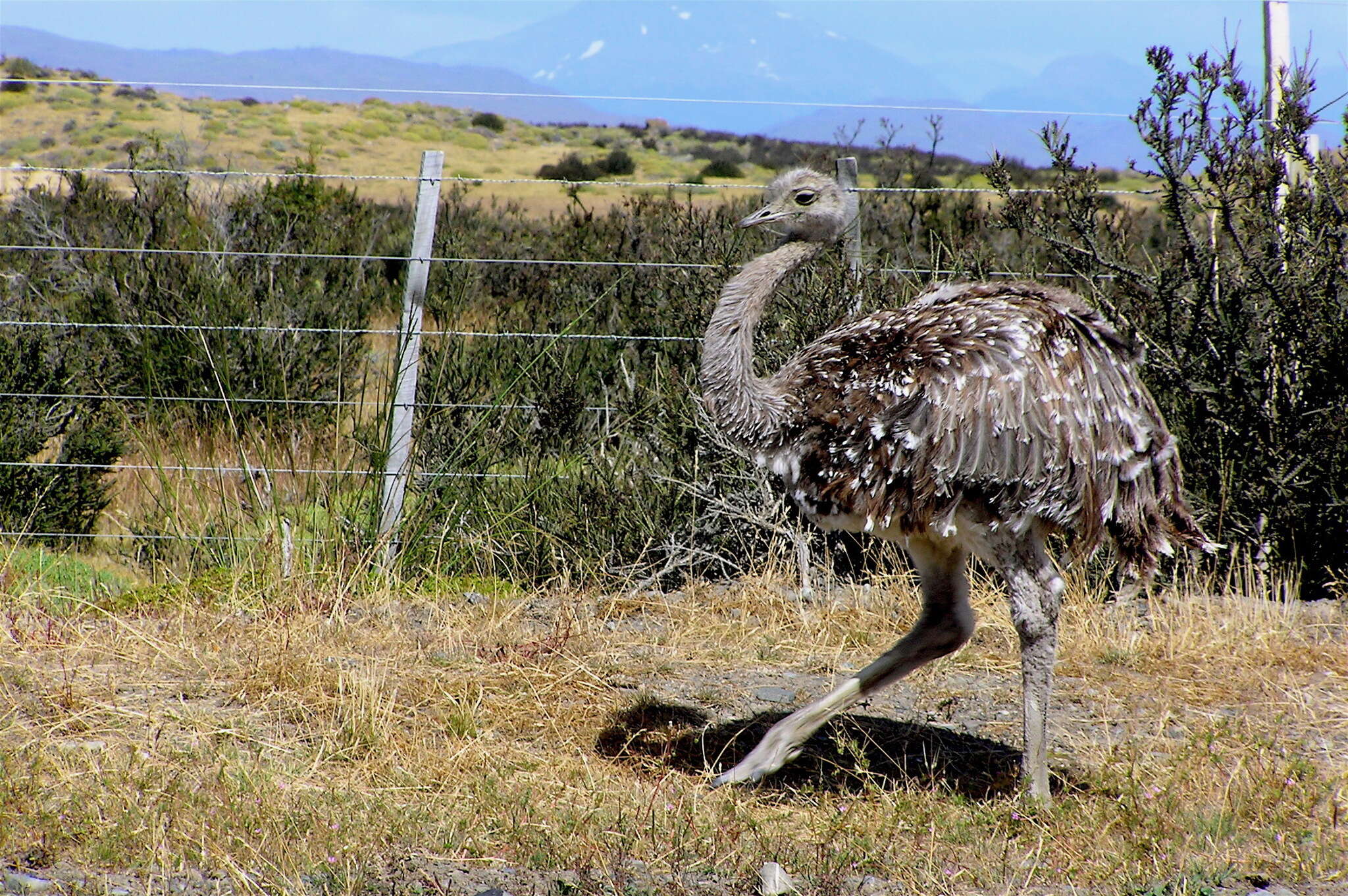 Image of Lesser Rhea