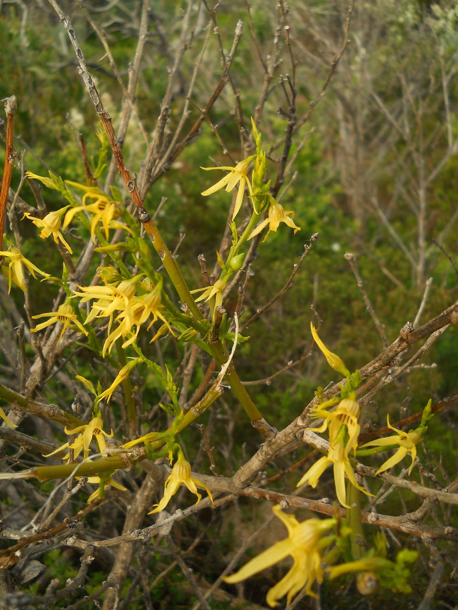 Image of Anthocercis littorea Labill.