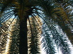 Image of wild date palm