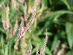 Image of Smooth Smartweed