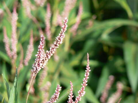 صورة Persicaria glabra (Willd.) Gomez de la Maza