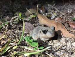 Image of Eastern Spadefoot