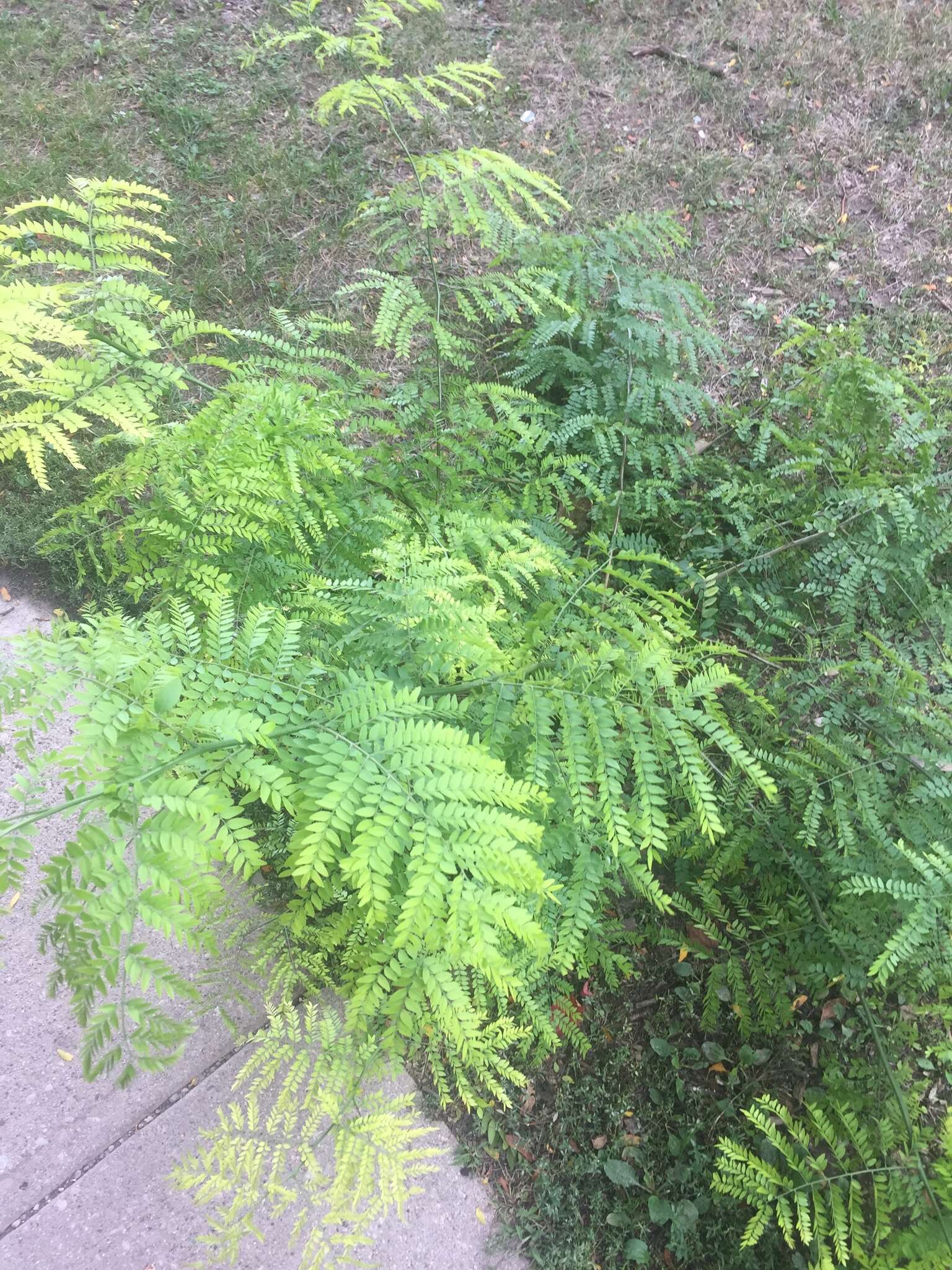 Image of Gleditsia triacanthos f. inermis (L.) C. K. Schneid.