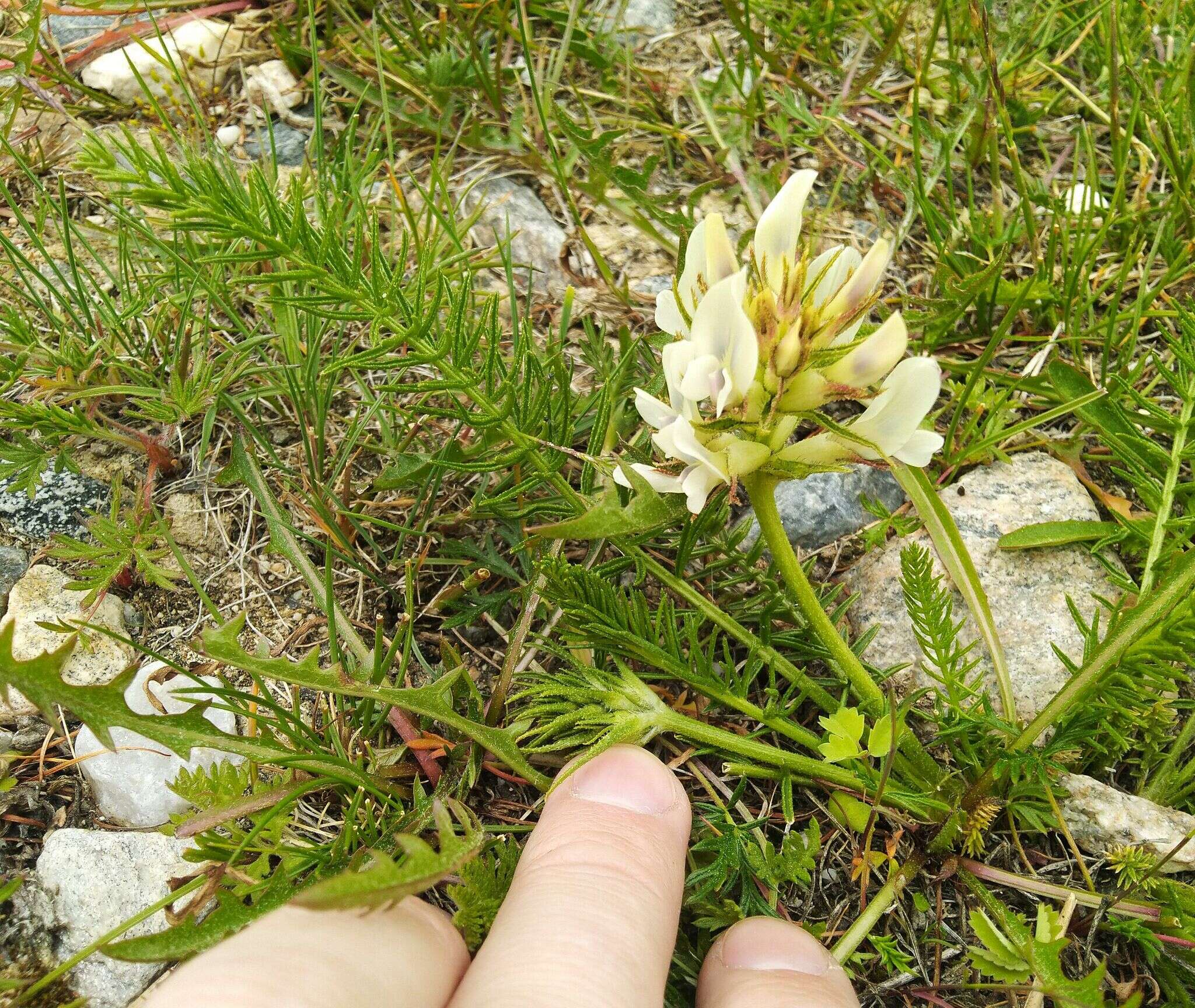 Oxytropis muricata (Pall.) DC. resmi