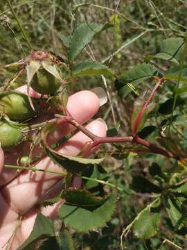 Image de Rosa marginata Wallr.