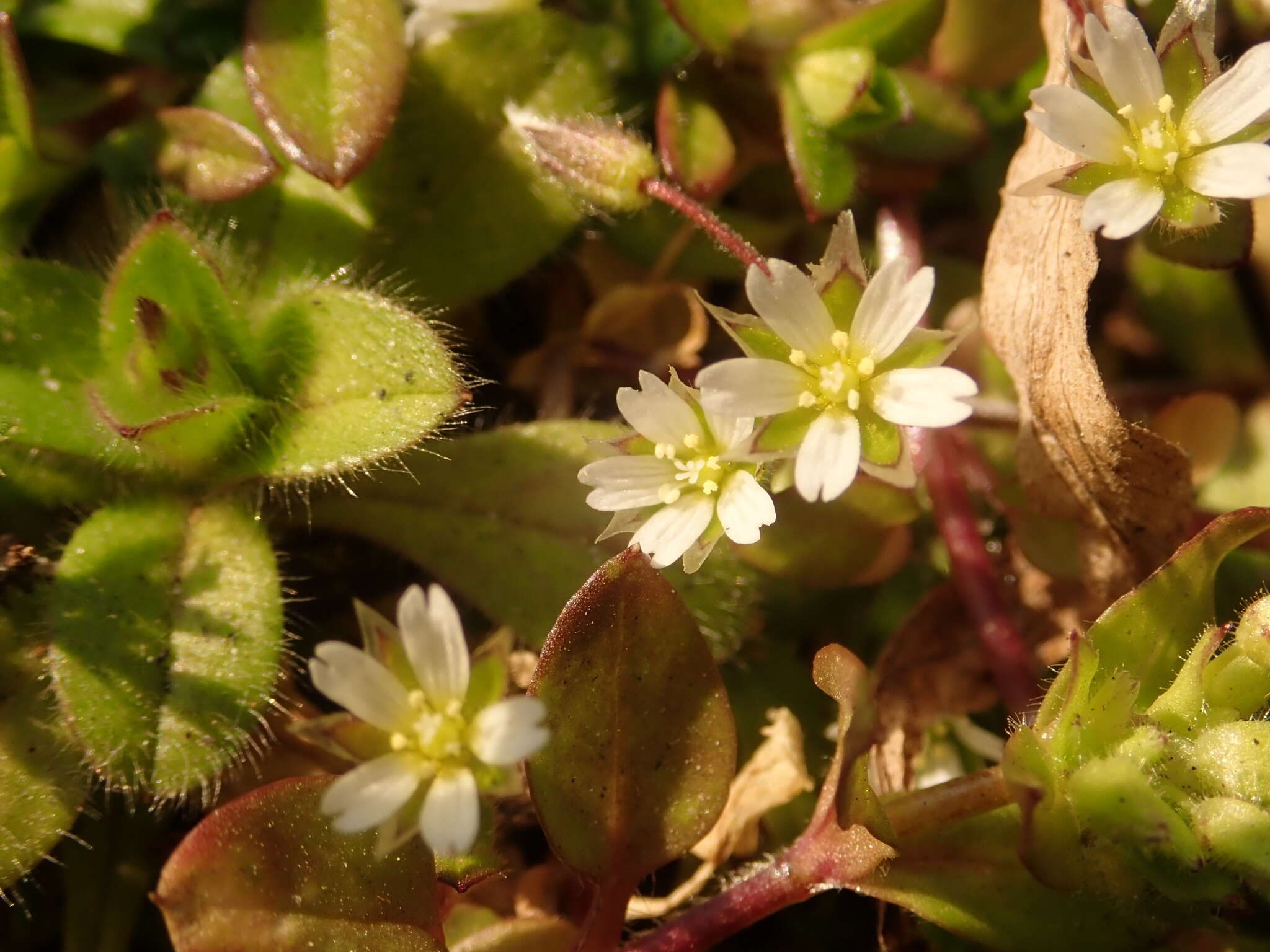 Слика од Cerastium semidecandrum L.