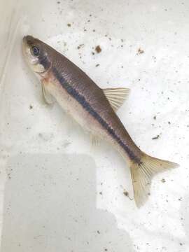 Image of Rosyside Dace