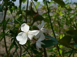 Image of Common Jasmine