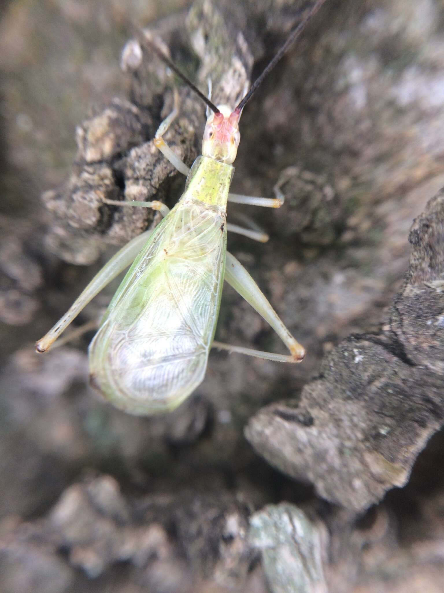 Image of Different-horned Tree Cricket